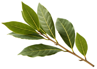 Close-up of laurel branch with green leaves. Laurel crown twig isolated on white or transparent backgroun