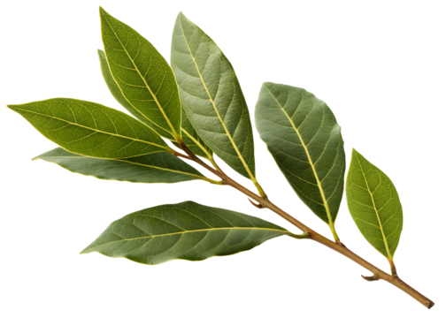 Close-up of laurel branch with green leaves. Laurel crown twig isolated on white or transparent backgroun