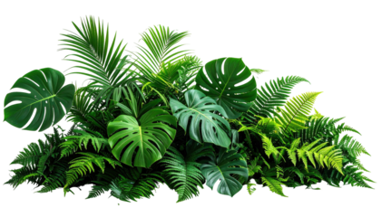 Lush grouping of tropical green leaves against dark background