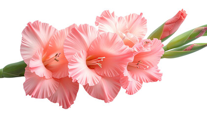 Pink gladiolus flowers cluster in a horizontal close-up