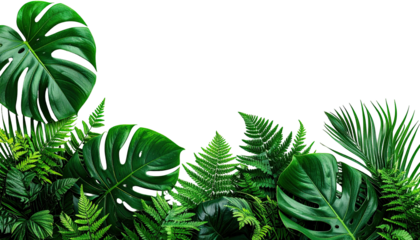 Lush green jungle foliage against a stark black background