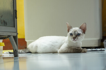 A striking light-colored kitten with bright blue eyes is lying on a tiled floor and looking curiously to the camera. The background is simple, featuring yellow and white walls.