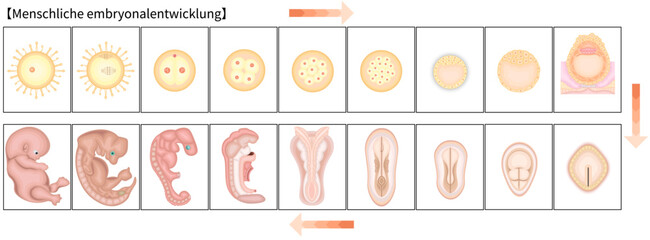 人の発生　イラスト　ドイツ語