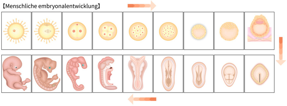 人の発生　イラスト　ドイツ語