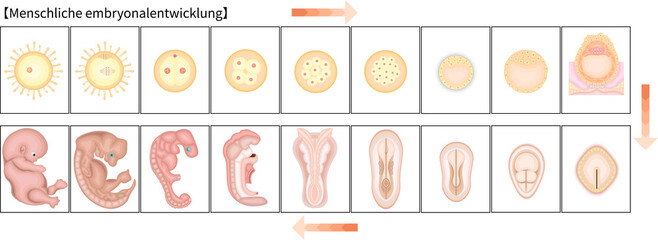 人の発生　イラスト　ドイツ語