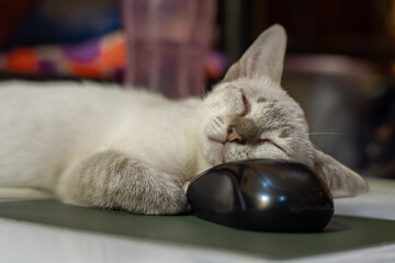 A light gray tabby kitten is fast asleep on a floor, using a shiny black computer mouse as a makeshift pillow, in landscape