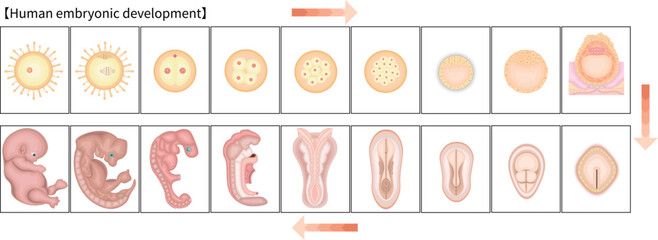 人の発生　イラスト　英語