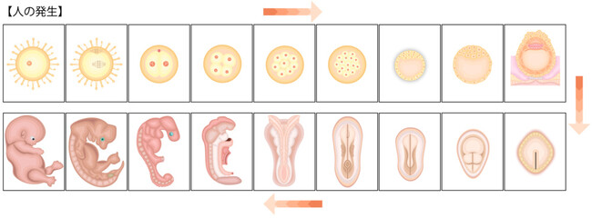 人の発生　イラスト　日本語