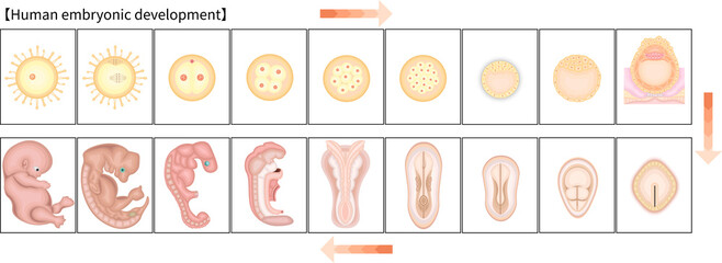 人の発生　イラスト　英語