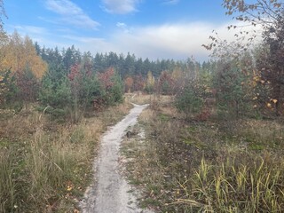 Autumn forest with colorful golden foliage
