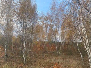 Autumn forest with colorful golden foliage