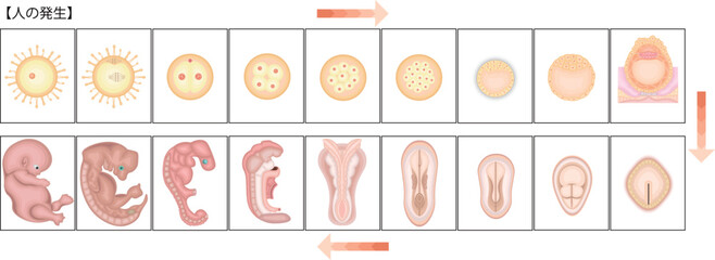 人の発生　イラスト　日本語