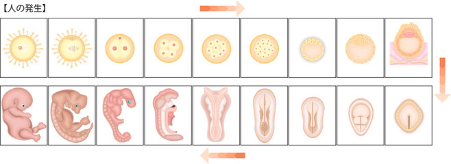 人の発生　イラスト　日本語