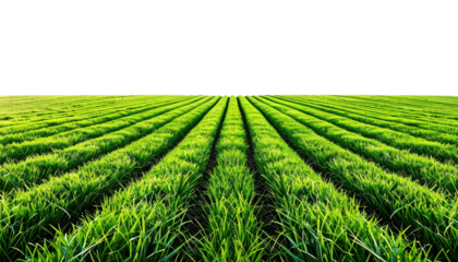 Green field with rows leading to horizon under dark sky