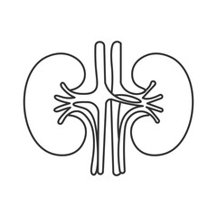 a line drawing of a kidney