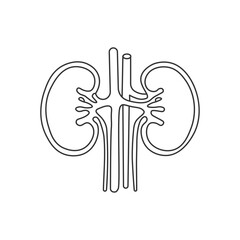 a line drawing of a kidney