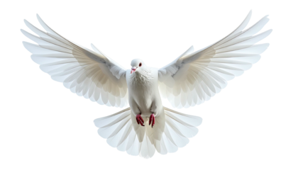 White dove soars, wings spread wide, against a dark backdrop