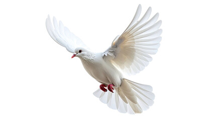 Obraz premium White dove soars gracefully mid-flight against a black background