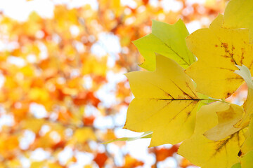 黄葉したユリノキの葉