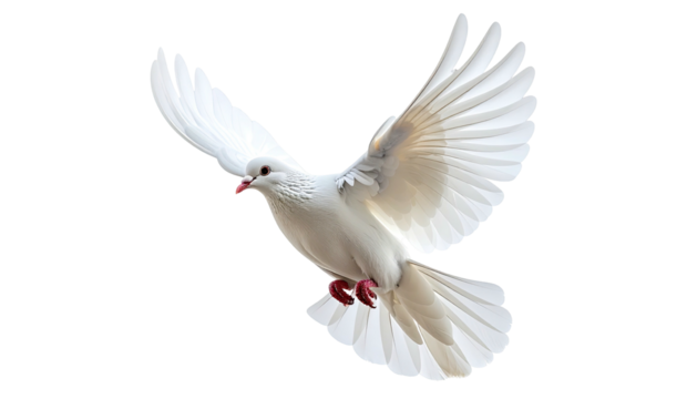 White dove soars gracefully mid-flight against a black background