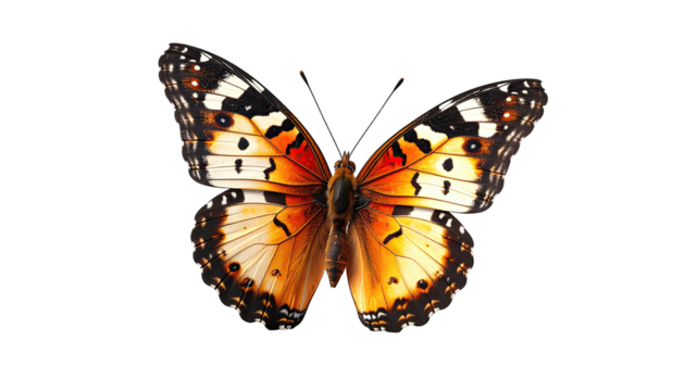 Monarch butterfly, wings open, vivid orange, black, white spots