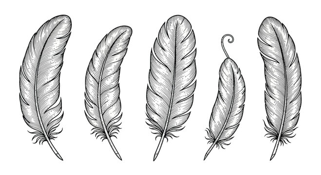 Set of detailed feather illustrations vintage line art drawing of plumage isolated design elements for decoration and writing concept