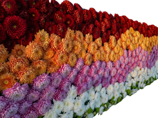 A vibrant floral wall made of densely packed red, orange, pink, and white chrysanthemum flowers, arranged in a balanced color gradient, perfect for wedding or event crafted flower wall, isolated b