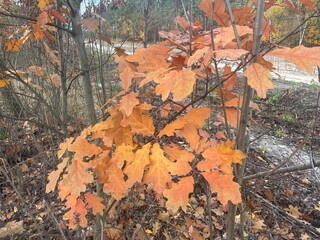 Autumn vegetation in a colorful forest