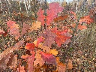 Autumn vegetation in a colorful forest