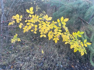 Autumn vegetation in a colorful forest