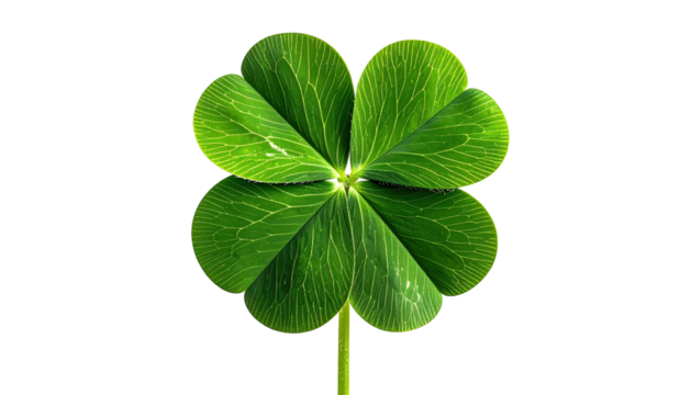Lucky green four-leaf clover, detailed veins on black background