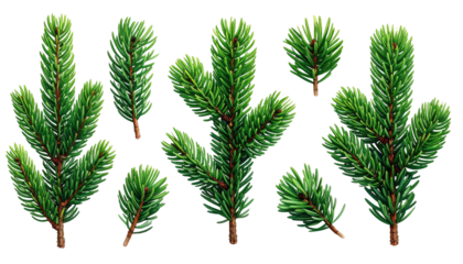 Evergreen boughs. Green, leafy branches on a black backdrop