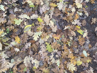 Autumn leaves texture on forest ground