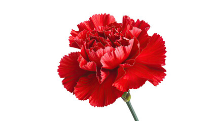Close-up of a vividly red, layered carnation flower