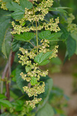 Echte Hopfen,  Humulus lupulus, Hopfenst&ouml;cke, m&auml;nnliche Bl&uuml;tenrispen