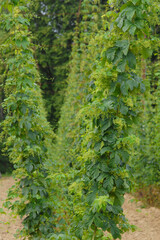 Echte Hopfen,  Humulus lupulus, Hopfenstöcke, männliche Blütenrispen