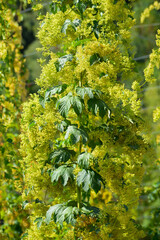 Echte Hopfen,  Humulus lupulus,  männliche Hopfenstöcke in der Vollblüte