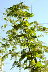 Echte Hopfen,  Humulus lupulus,  männliche Hopfenstöcke in der Vollblüte