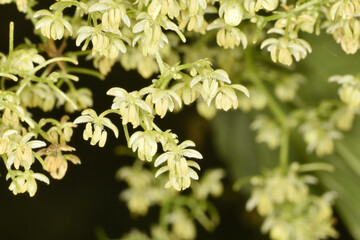 Echte Hopfen,  Humulus lupulus, männliche Blüten