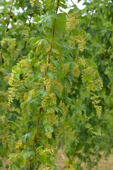 Echte Hopfen,  Humulus lupulus, Hopfenstöcke, männliche Blütenrispen