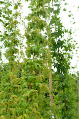 Echte Hopfen,  Humulus lupulus, Hopfenstöcke, männliche Blütenrispen