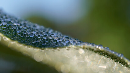 Macro Moments of Transformation: Poetic Science, Emotional Ecology, and Legacy-Rooted Storytelling from Maryland’s Eastern Shore