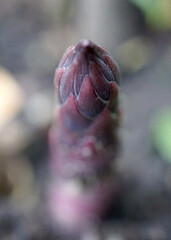 Macro Moments of Transformation: Poetic Science, Emotional Ecology, and Legacy-Rooted Storytelling from Maryland’s Eastern Shore