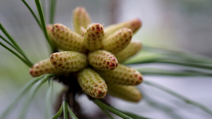 Macro Moments of Transformation: Poetic Science, Emotional Ecology, and Legacy-Rooted Storytelling from Maryland’s Eastern Shore