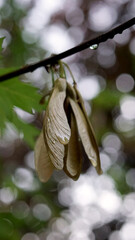 Macro Moments of Transformation: Poetic Science, Emotional Ecology, and Legacy-Rooted Storytelling from Maryland’s Eastern Shore