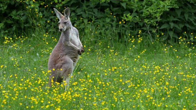 The red kangaroo, Macropus rufus is the largest of all kangaroos, the largest terrestrial mammal native to Australia, and the largest extant marsupial.