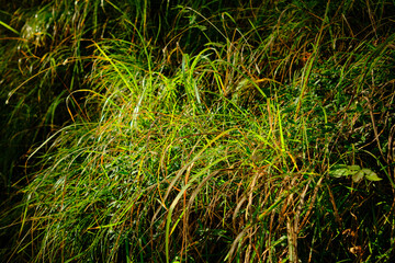 Lush green grass glistening in sunlight on a hillside during a warm day in a natural landscape