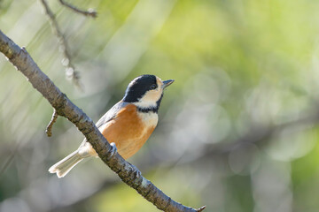 森の木の枝に止まるヤマガラ