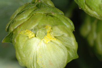 Hopfen, reife Hopfendolden