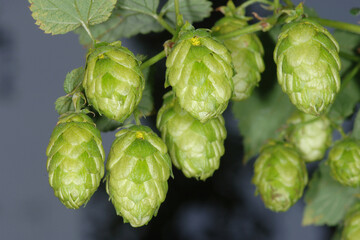 Hopfen,  Hopfentrieb,   Dolden,  Doldenentwicklung